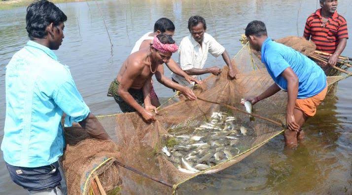 मत्स्य
